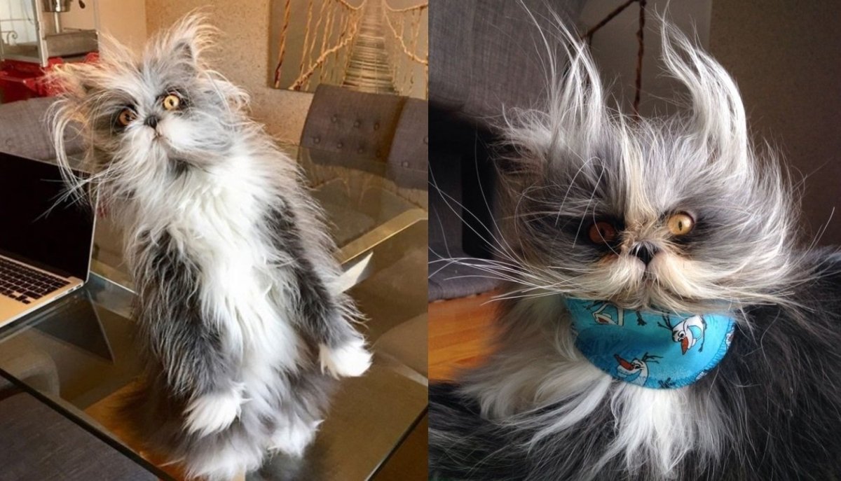 Персидская шиншилла серая