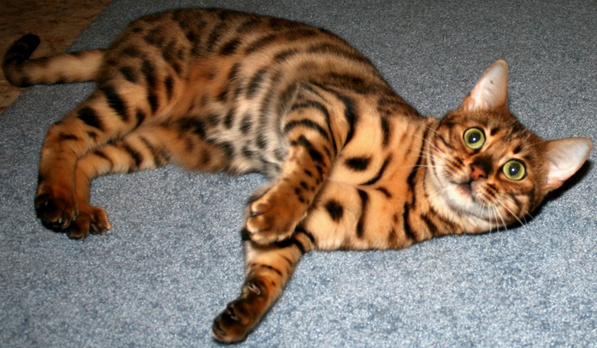 Метис шотландки и бенгала