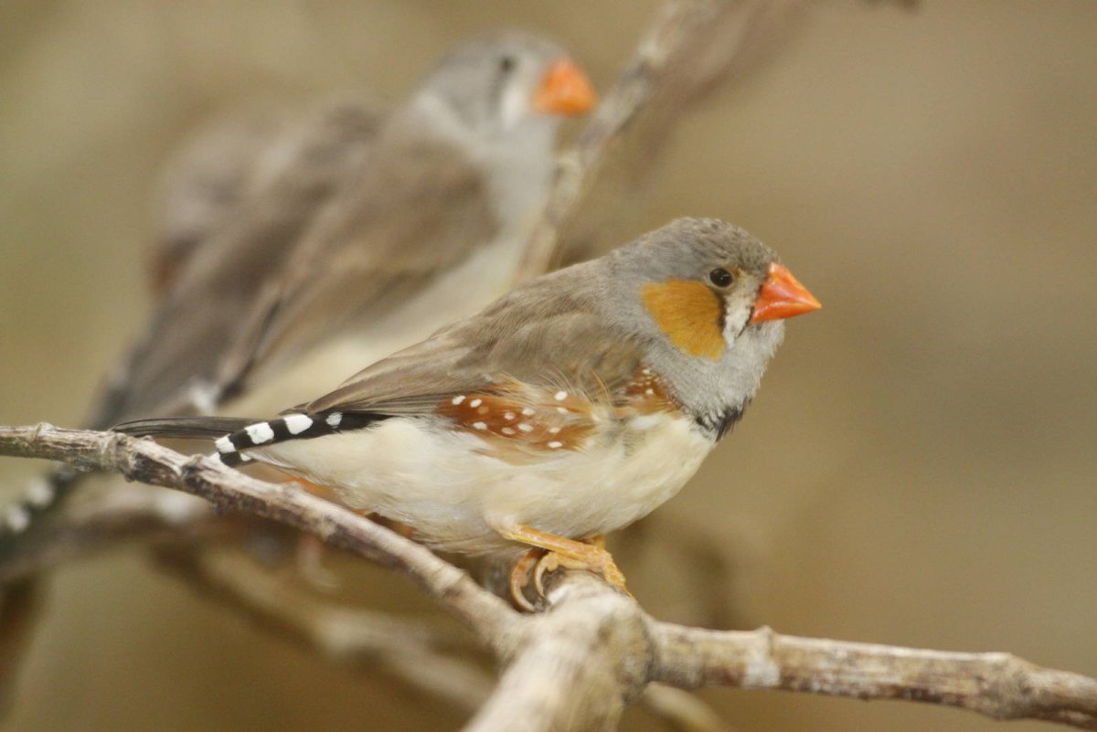 Хохлатая зебровая амадина