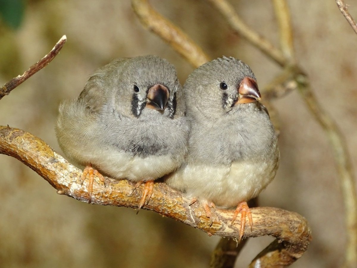 Птица клюет зернышки