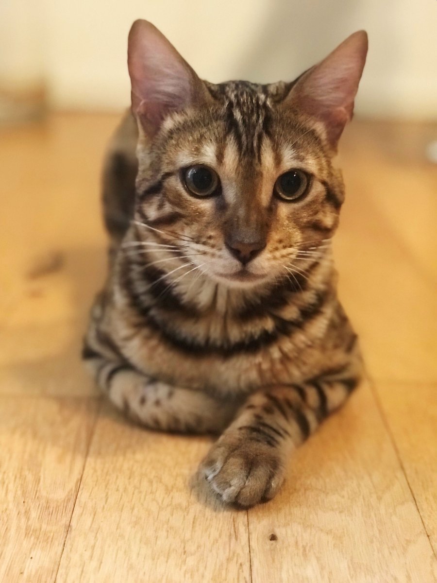 Метис бенгальской кошки