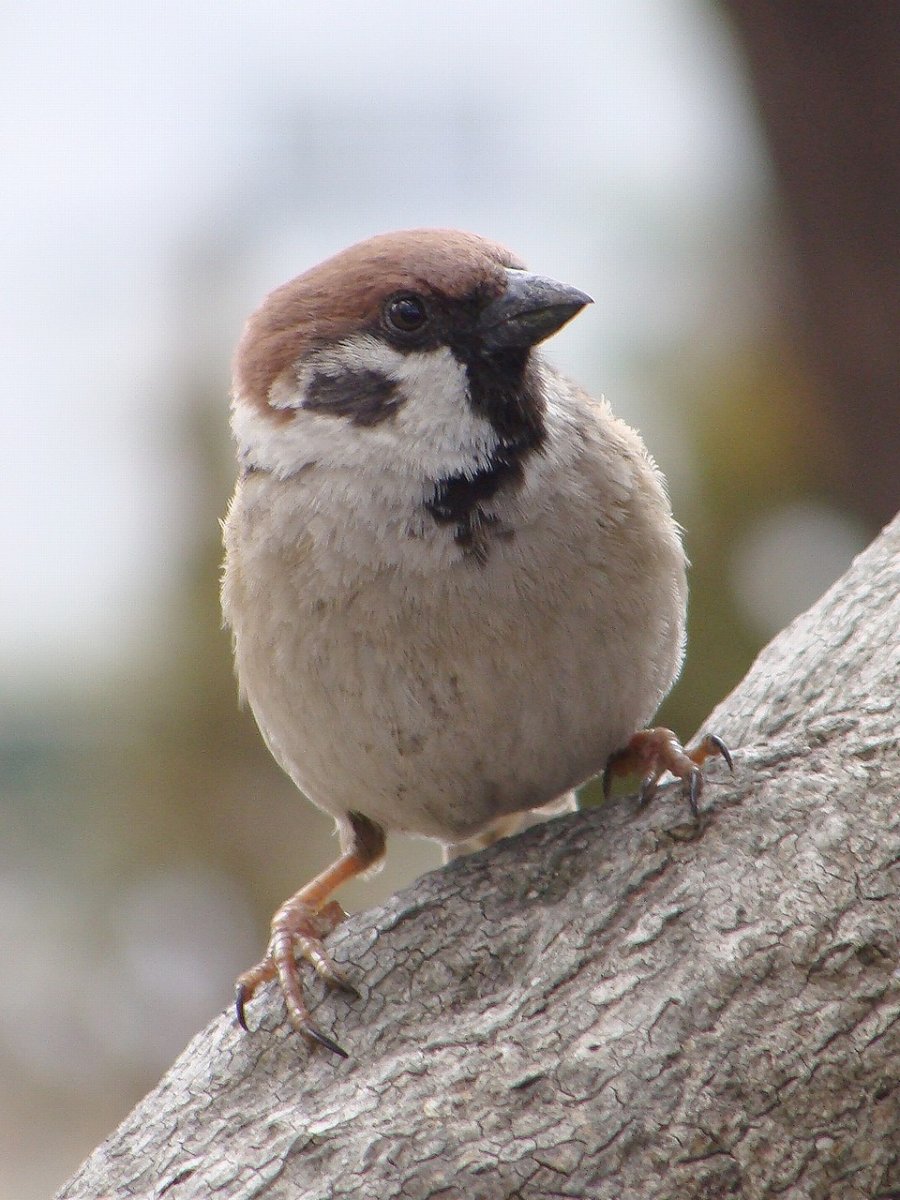 Картинки семьи воробья милые