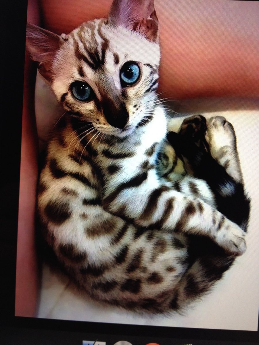 Кошка бенгал хвост