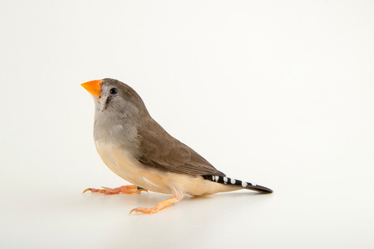 Смешной Воробей