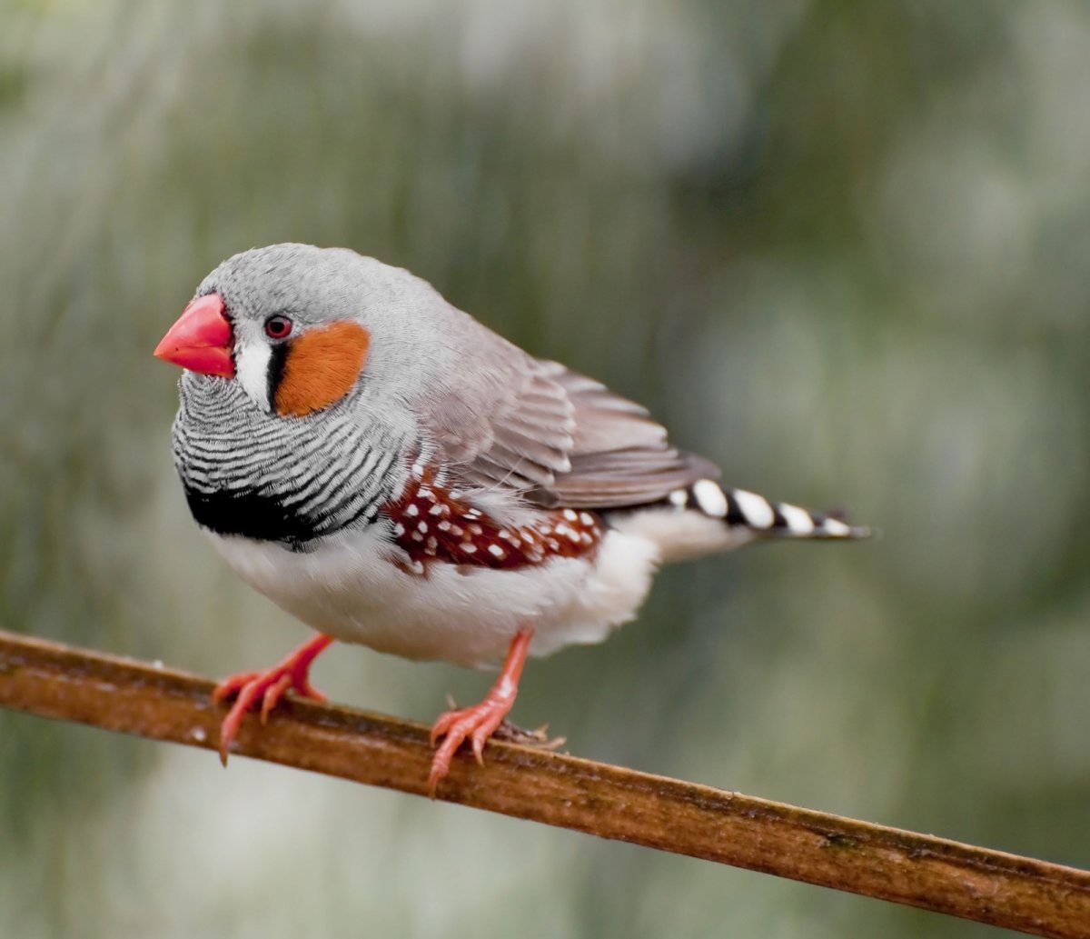 Воробьи играют