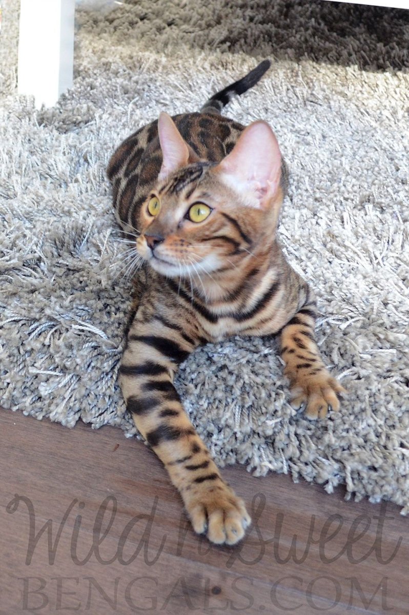 Кошка метис бенгальской породы.