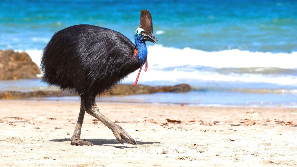 Белорусский Воробушек