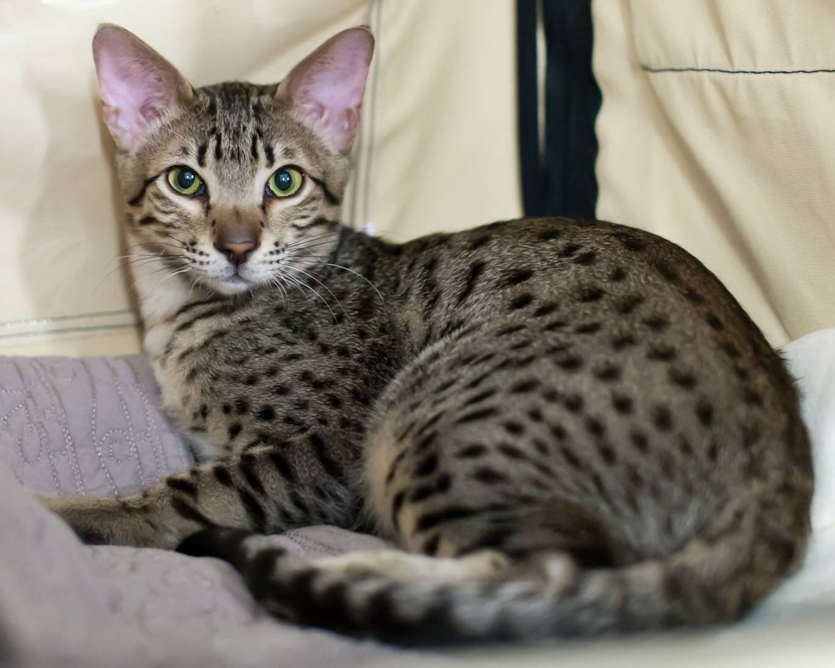 Кошка метис бенгальской породы.