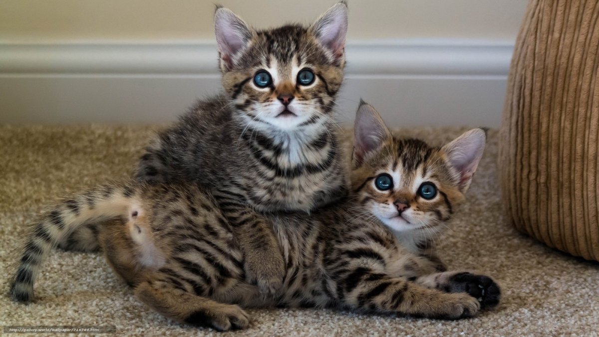 Метис бенгальской кошки и дворового кота фото