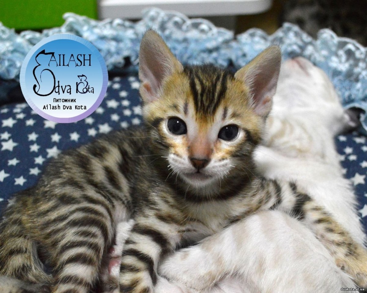 Бенгальская кошка тойгер