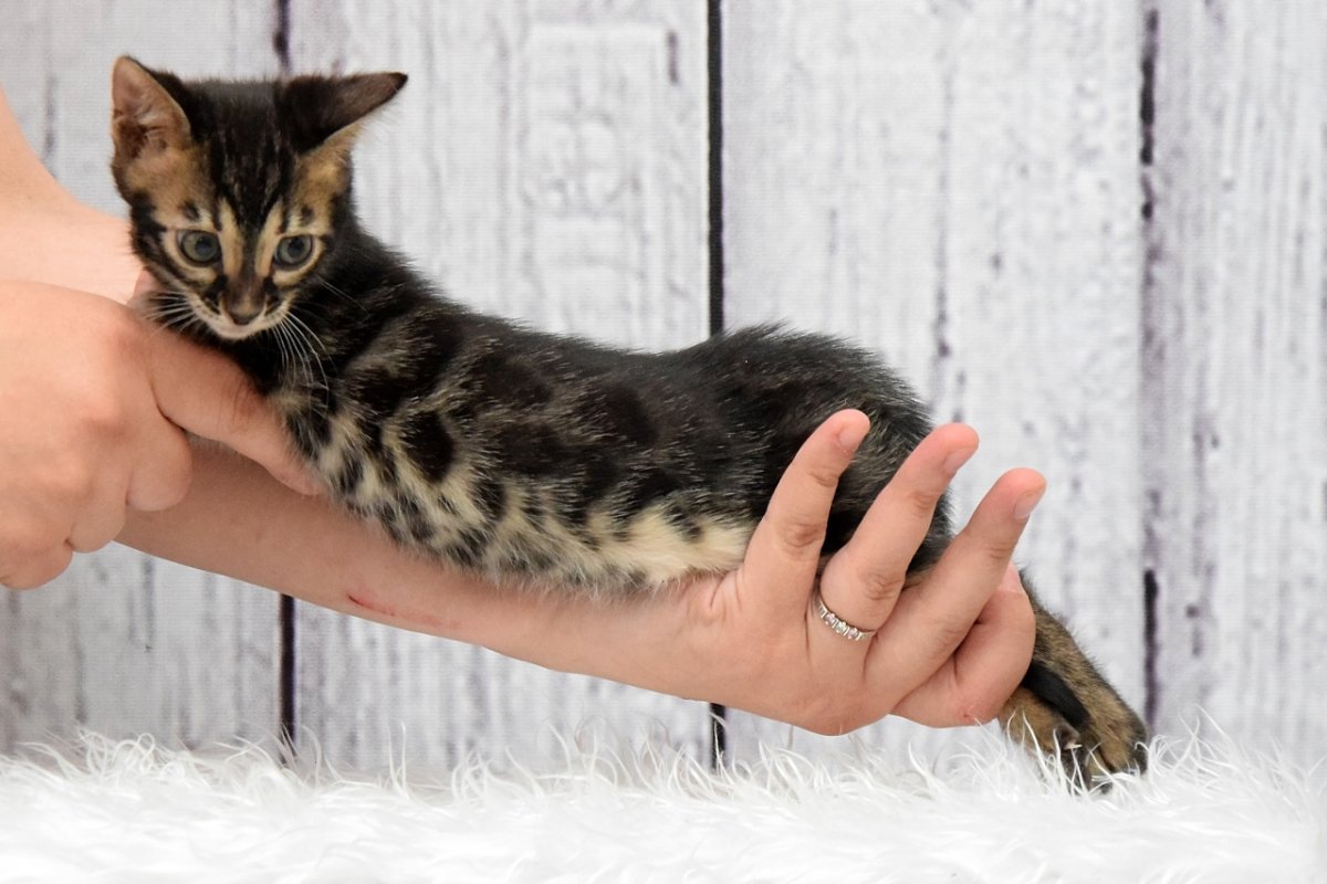 Кошка похожая на бенгальскую кошку