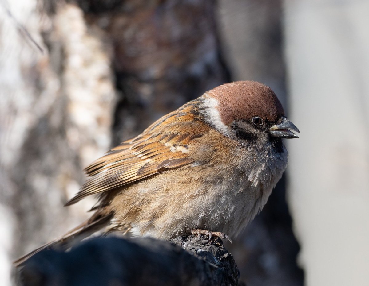 Птичка амадин