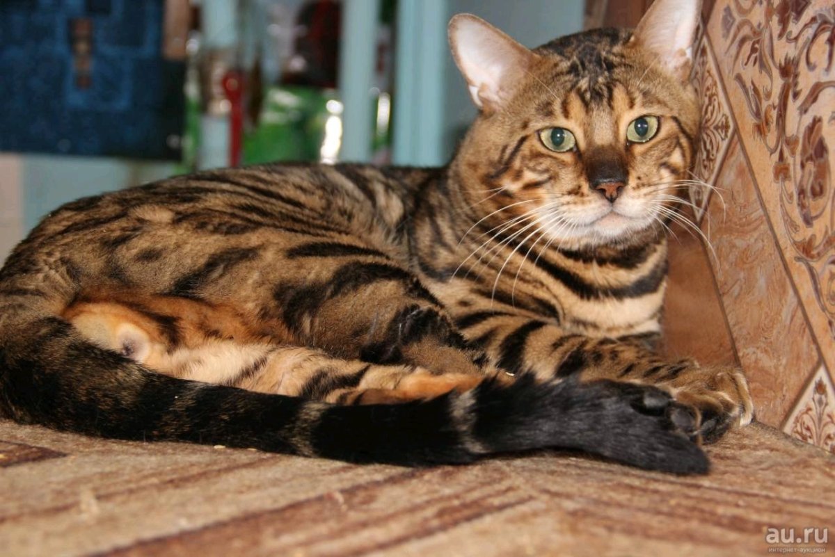 Бенгальский кот метис
