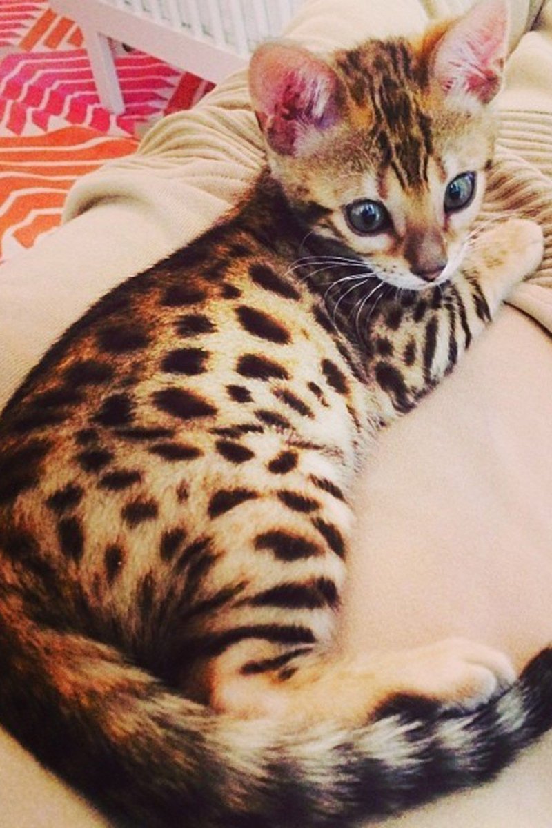 Оцикет мраморный