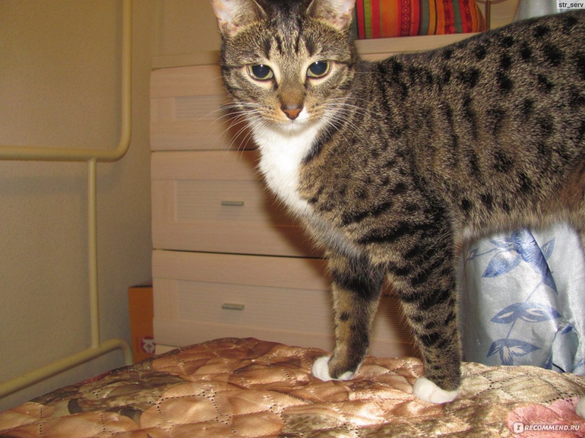 Бенгальский абиссинец