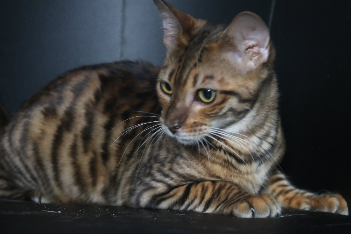 Бенгальская кошка