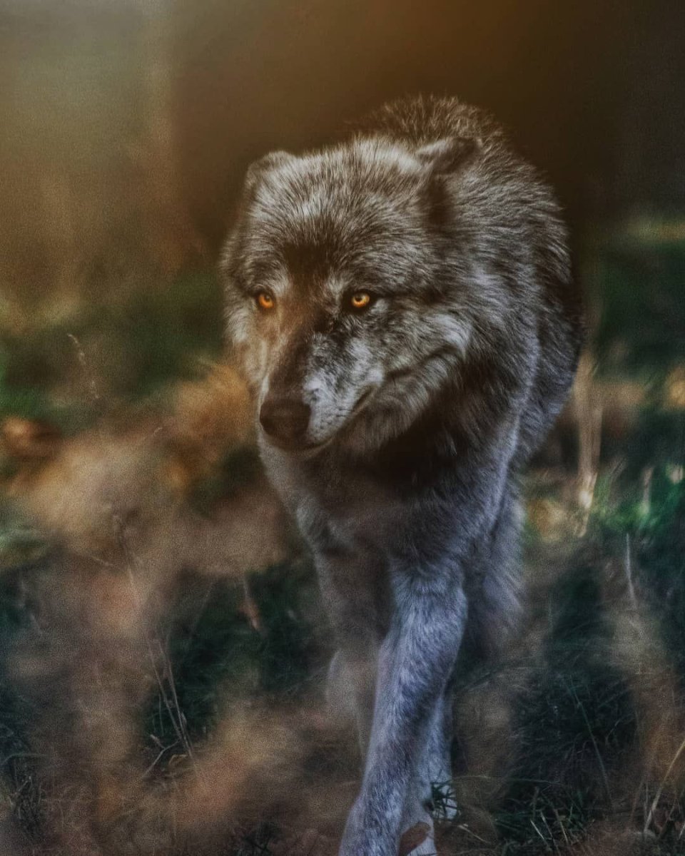 Волчонок животное