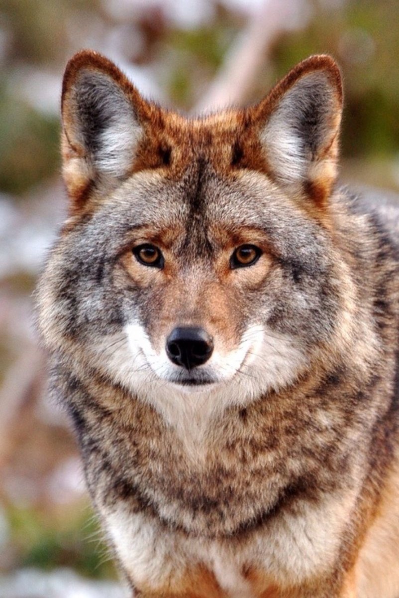 Гибрид волка и койота