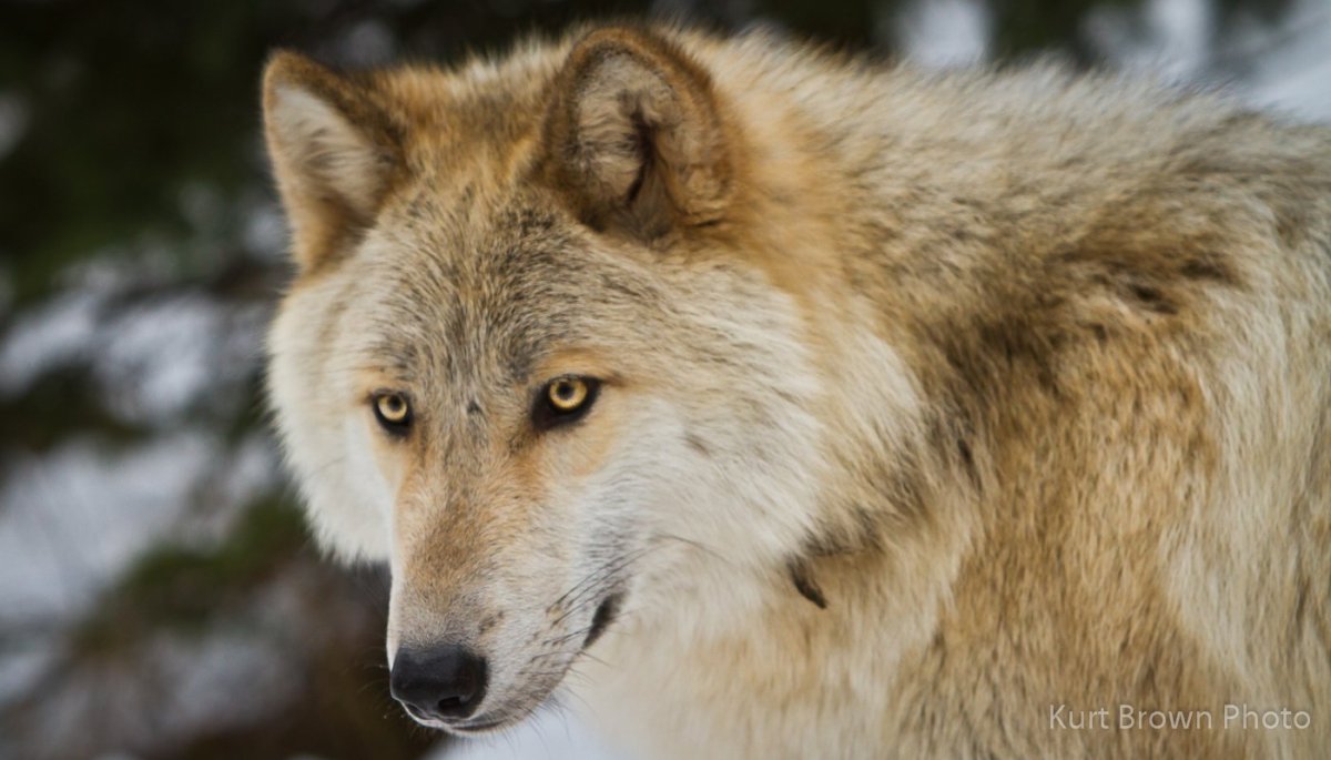 Волк в лесу