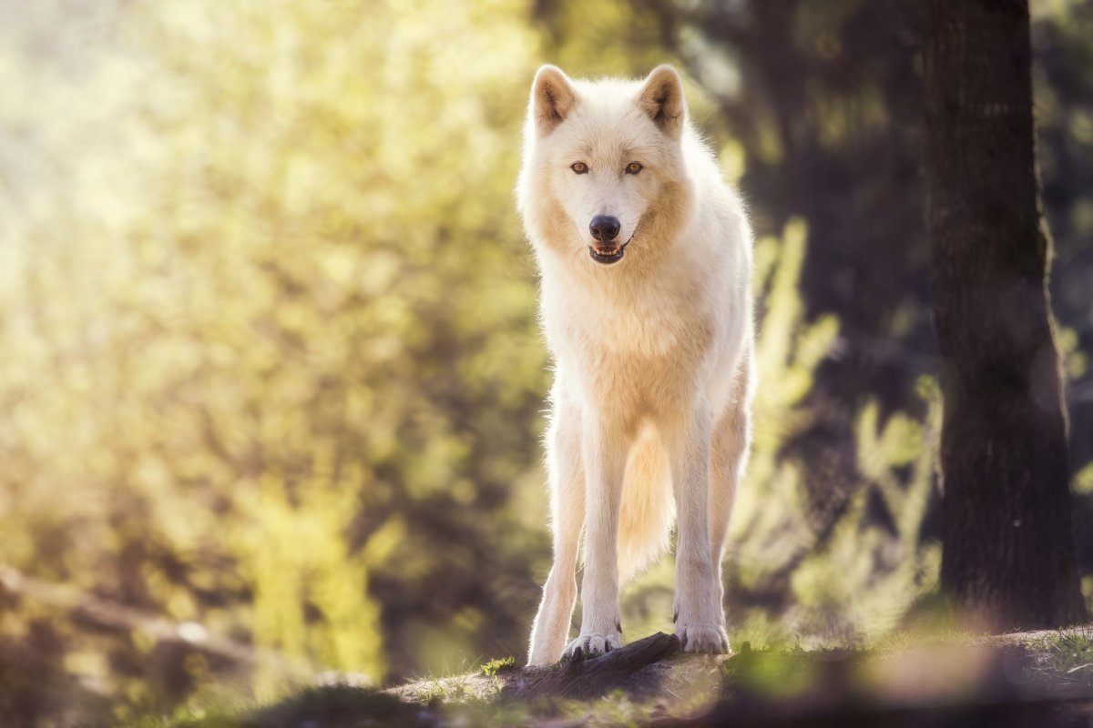 Каштановый волк