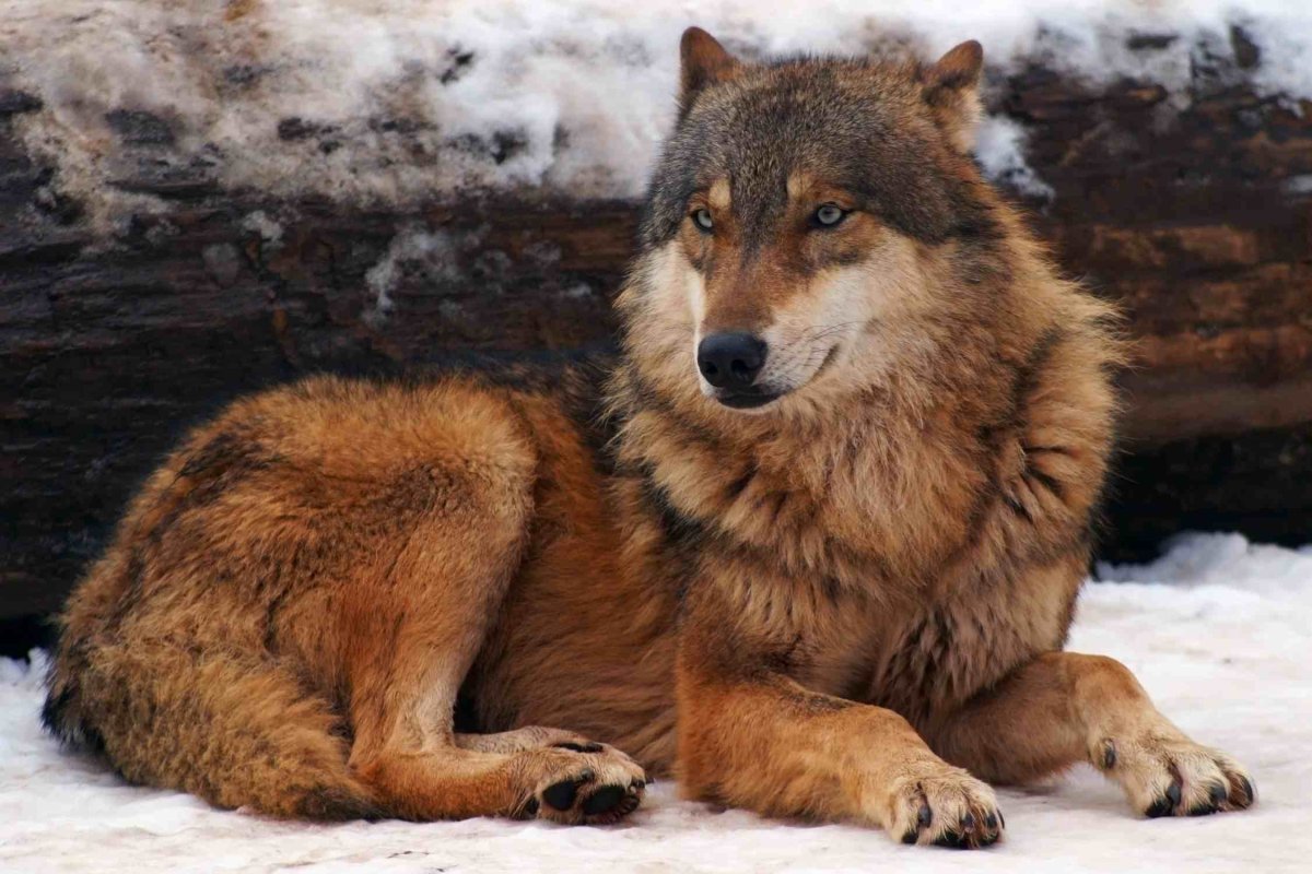 Волк коричневый окрас