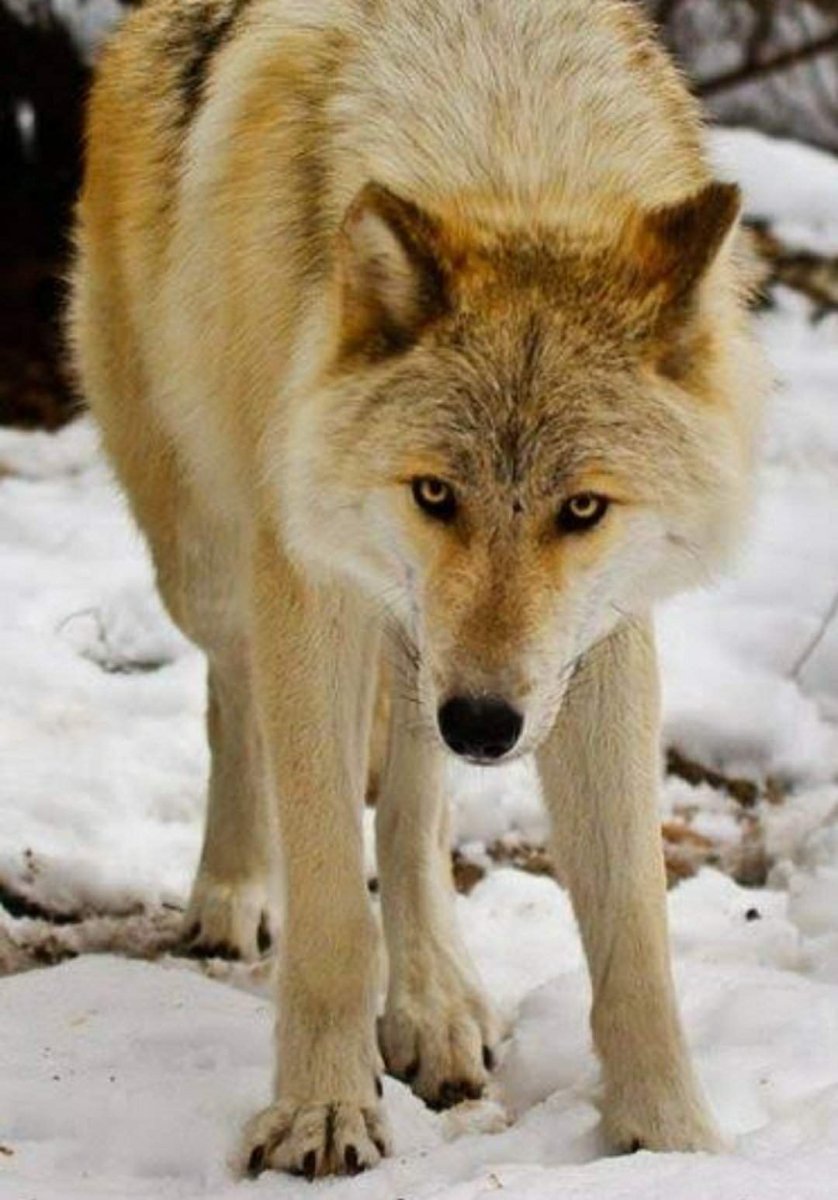 Волки Голден Вольф