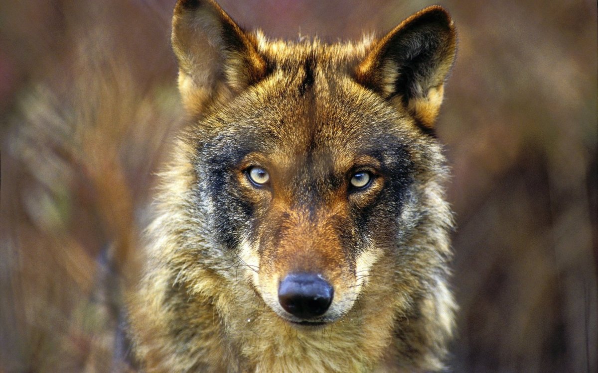 Португальский волк