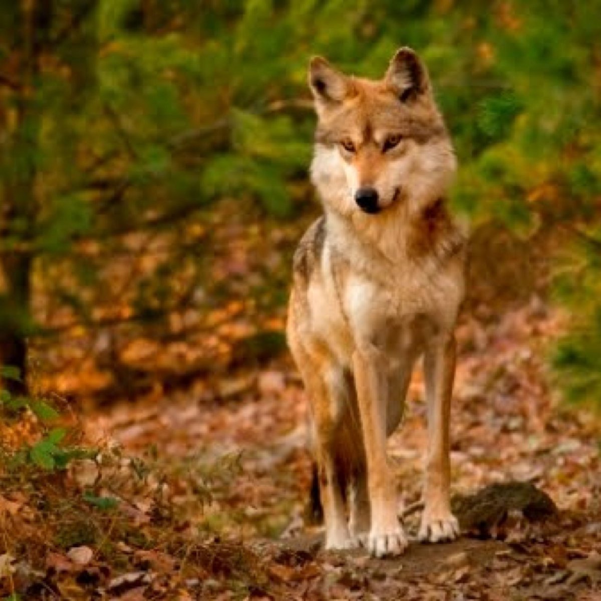 Коричневая волчица