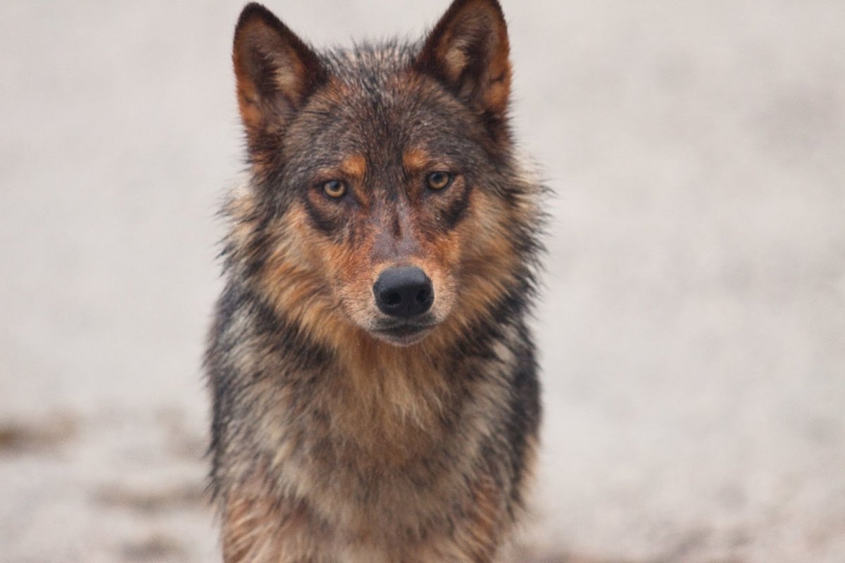 Кремовый волк