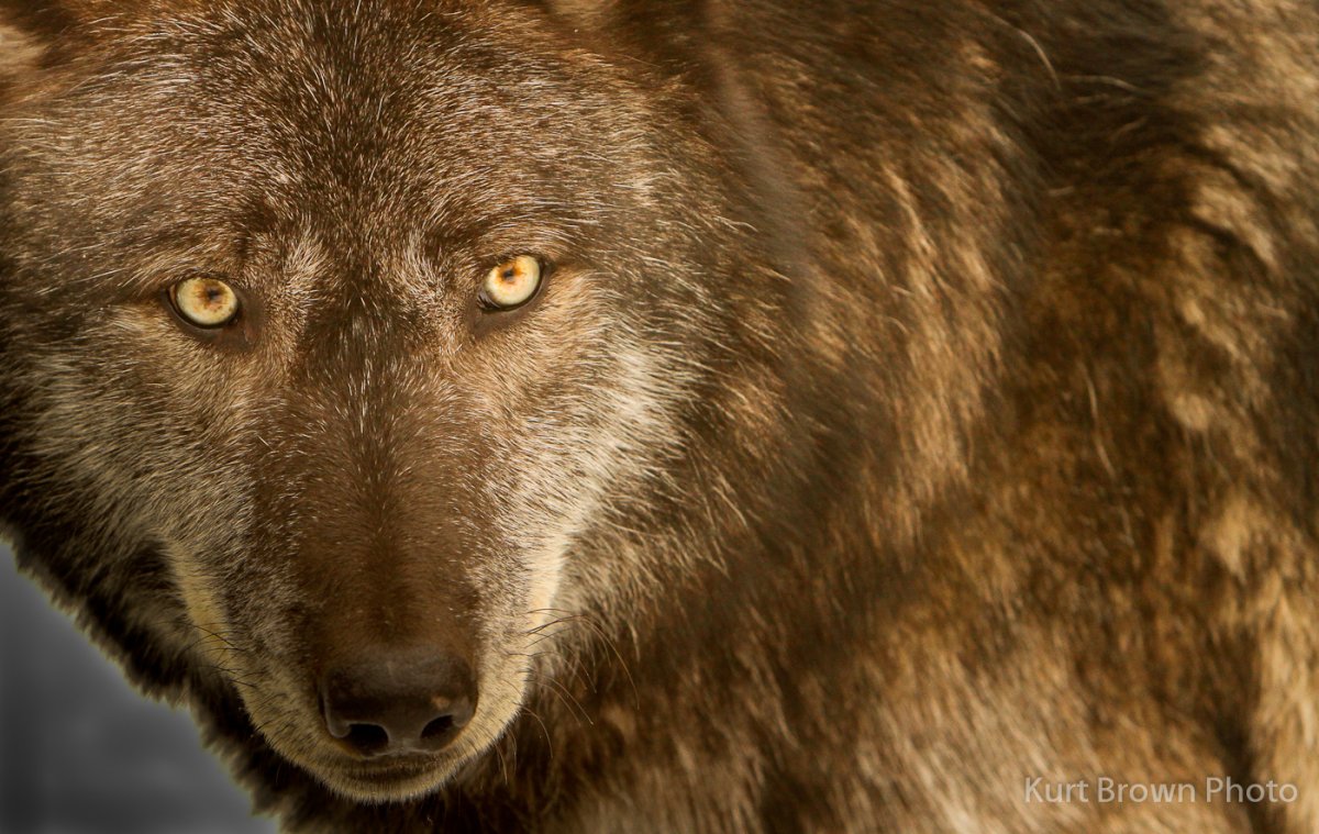 Коричневая волчица