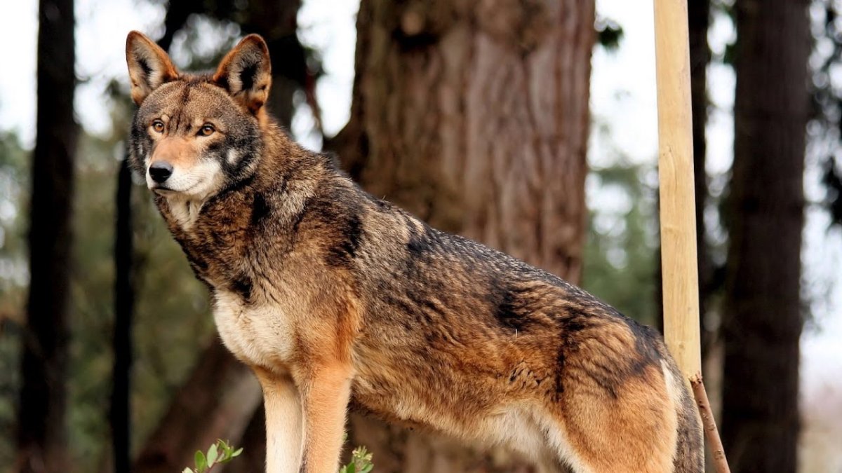 Американский рыжий волк