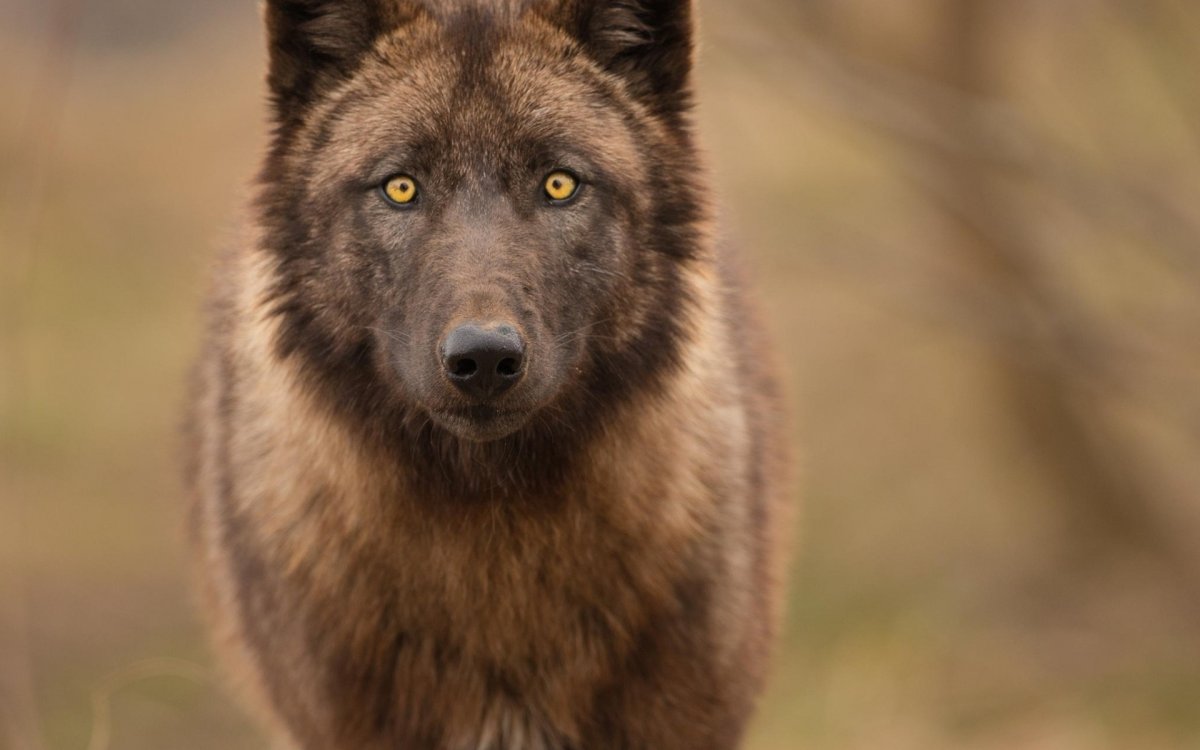 Бурая волчица