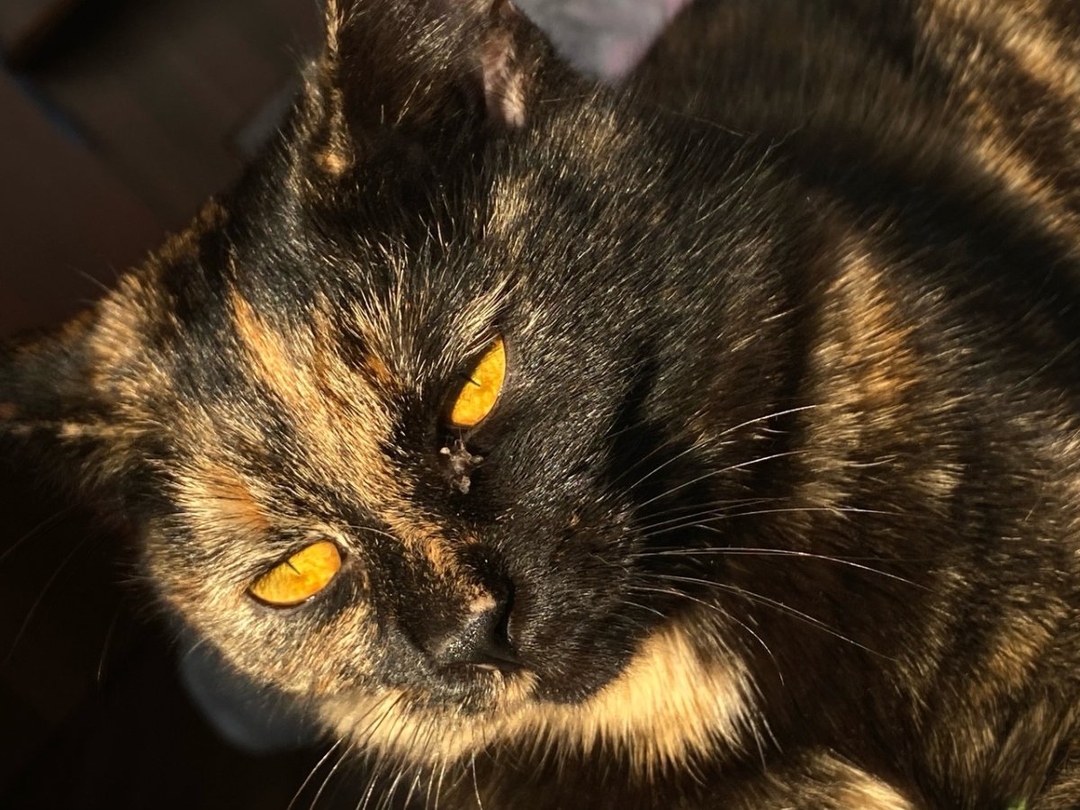 Самые популярные домашние животные в мире