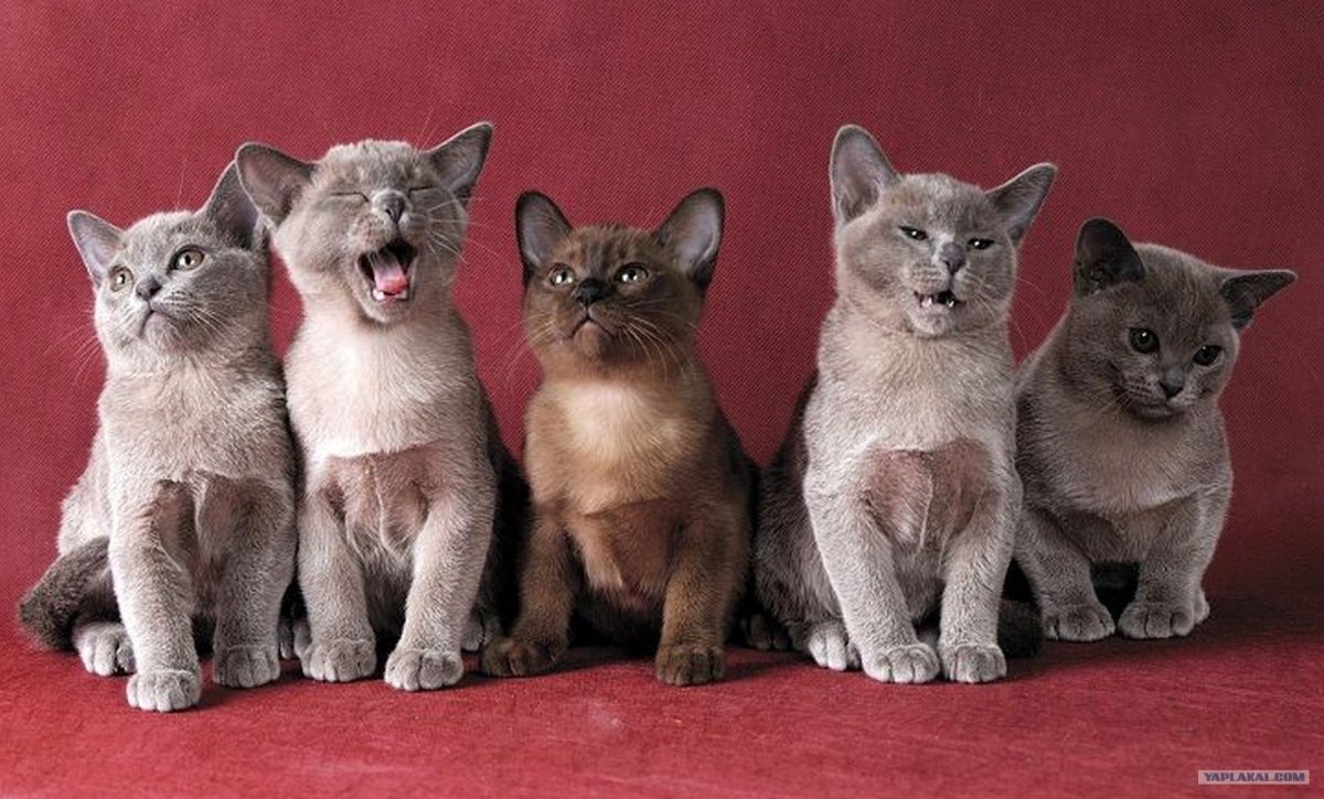 Котята разных расцветок