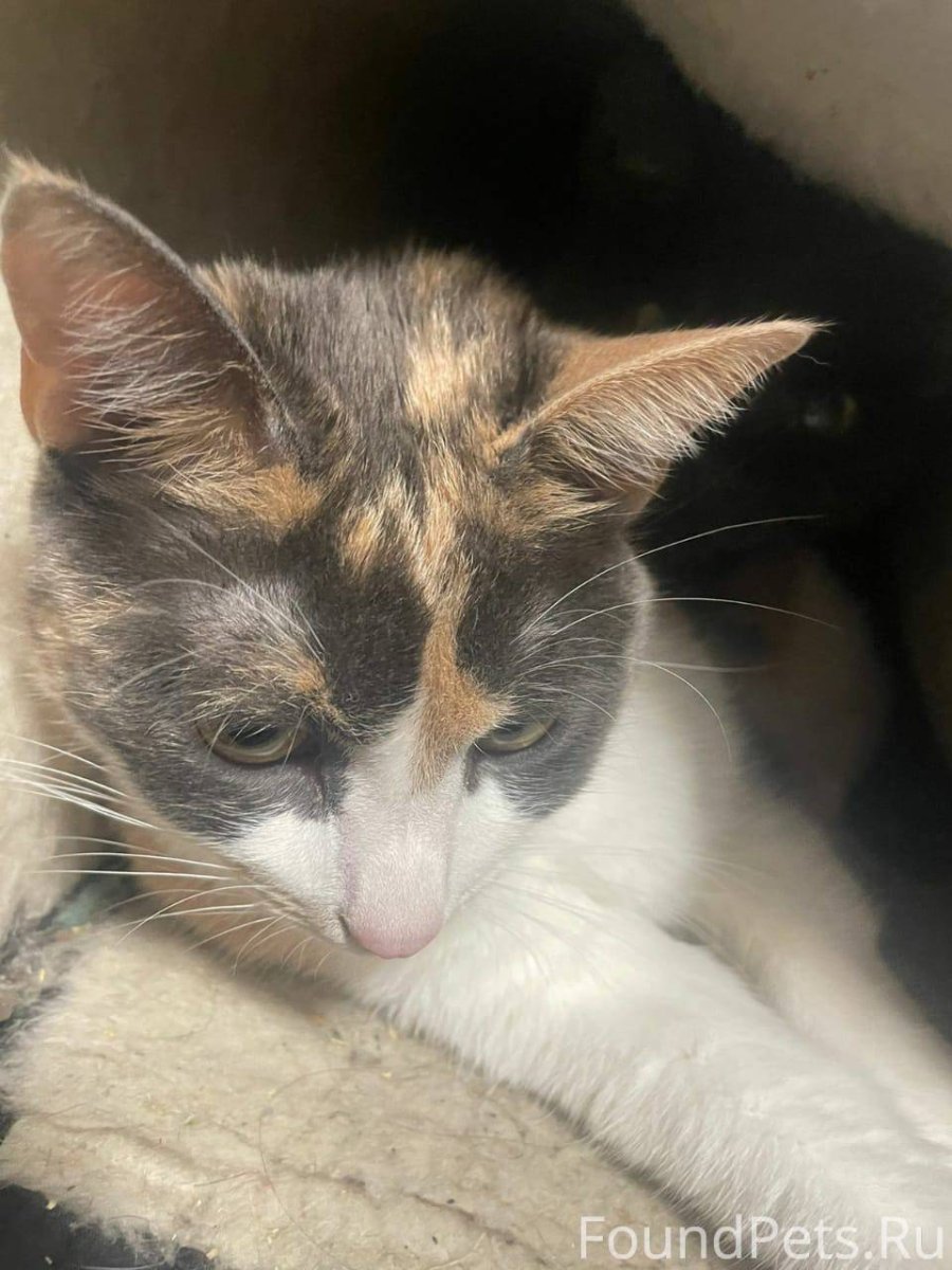 Самый маленький кот в мире