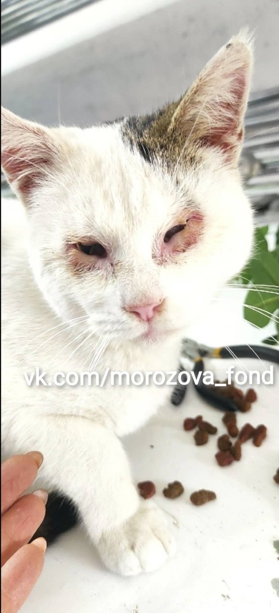 Корейские парни с котиками