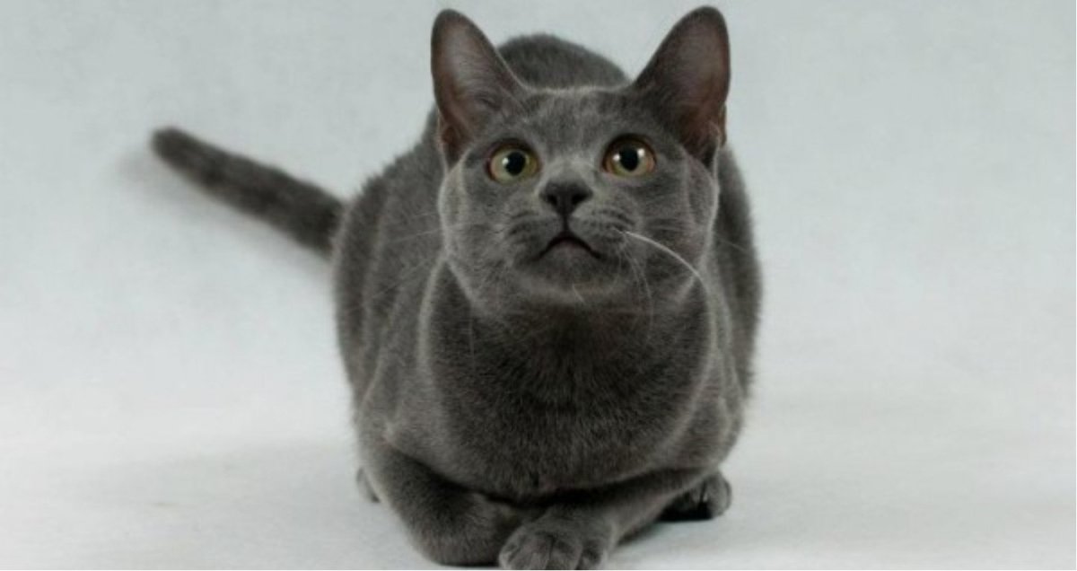 Коты породы карат