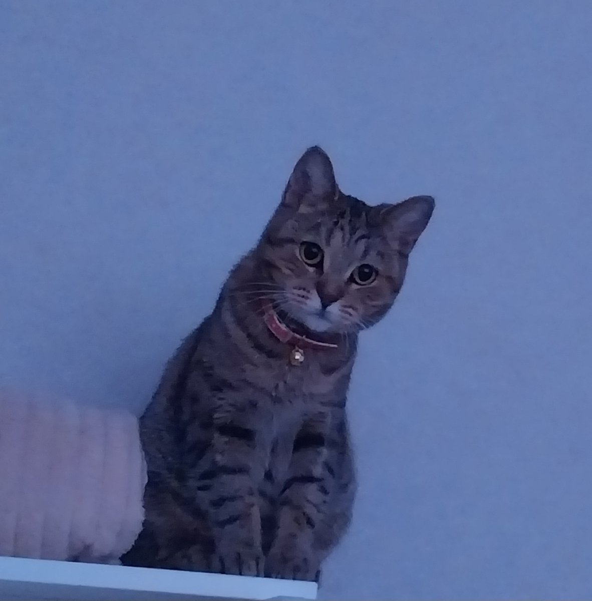 Корат кошка котята