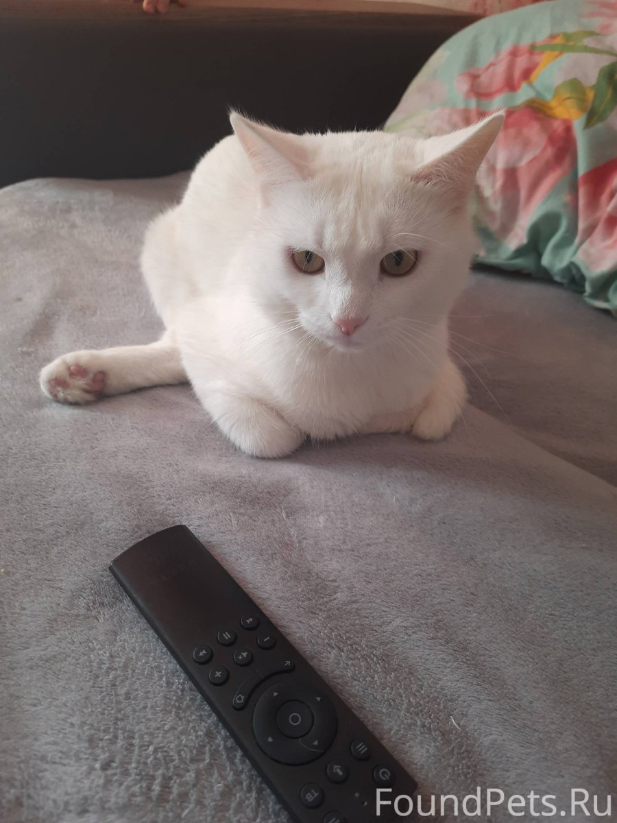 Фон для рабочего стола коты