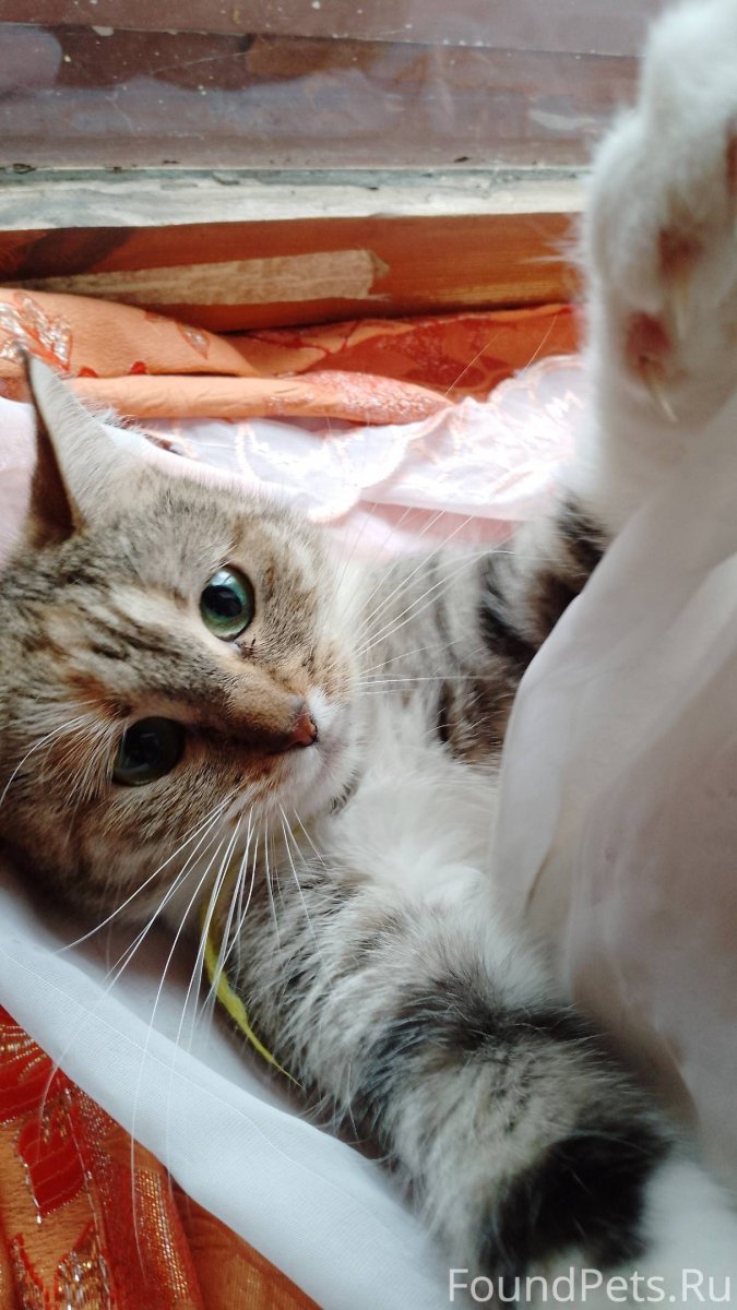 Много кошек