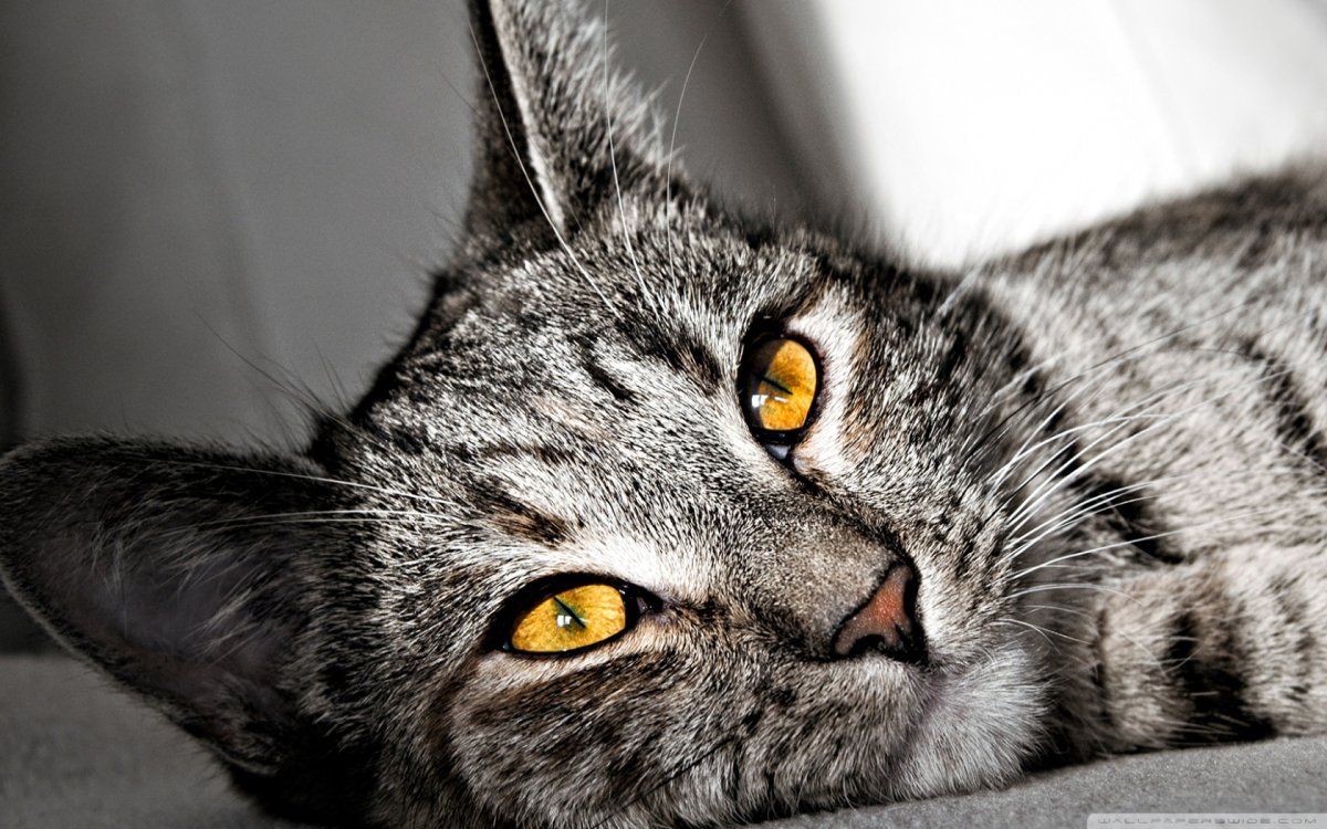 Клички для котов