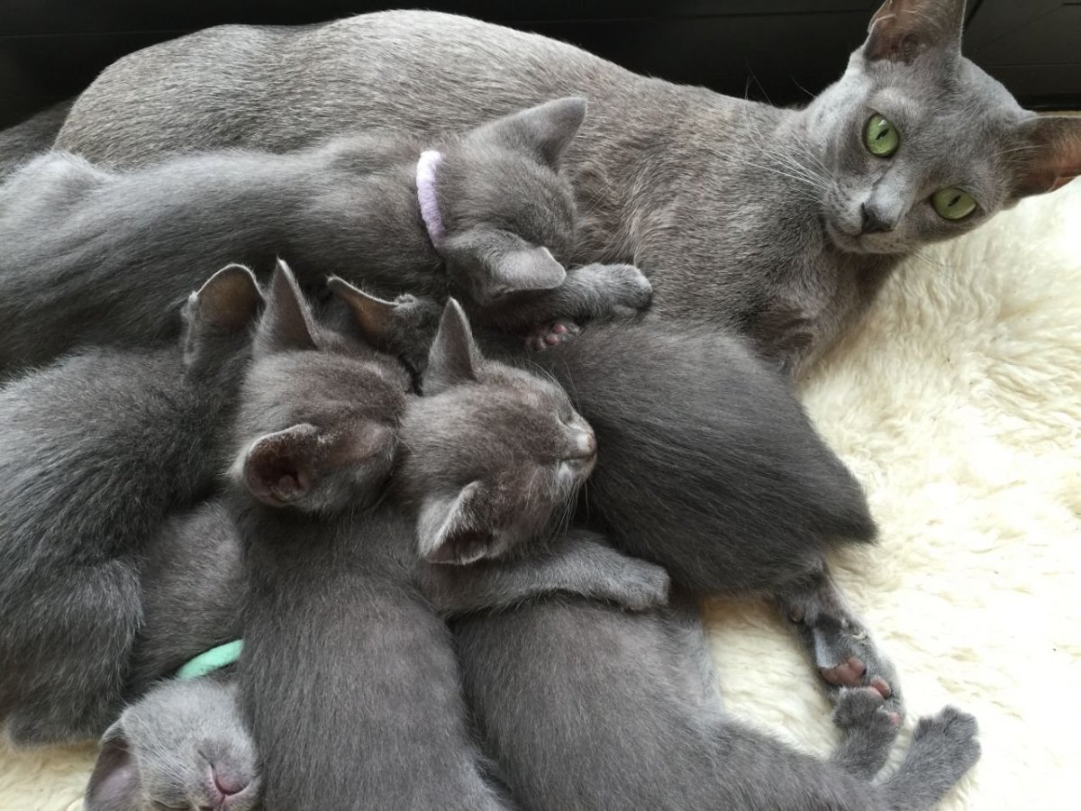 Корат порода кошек котенок