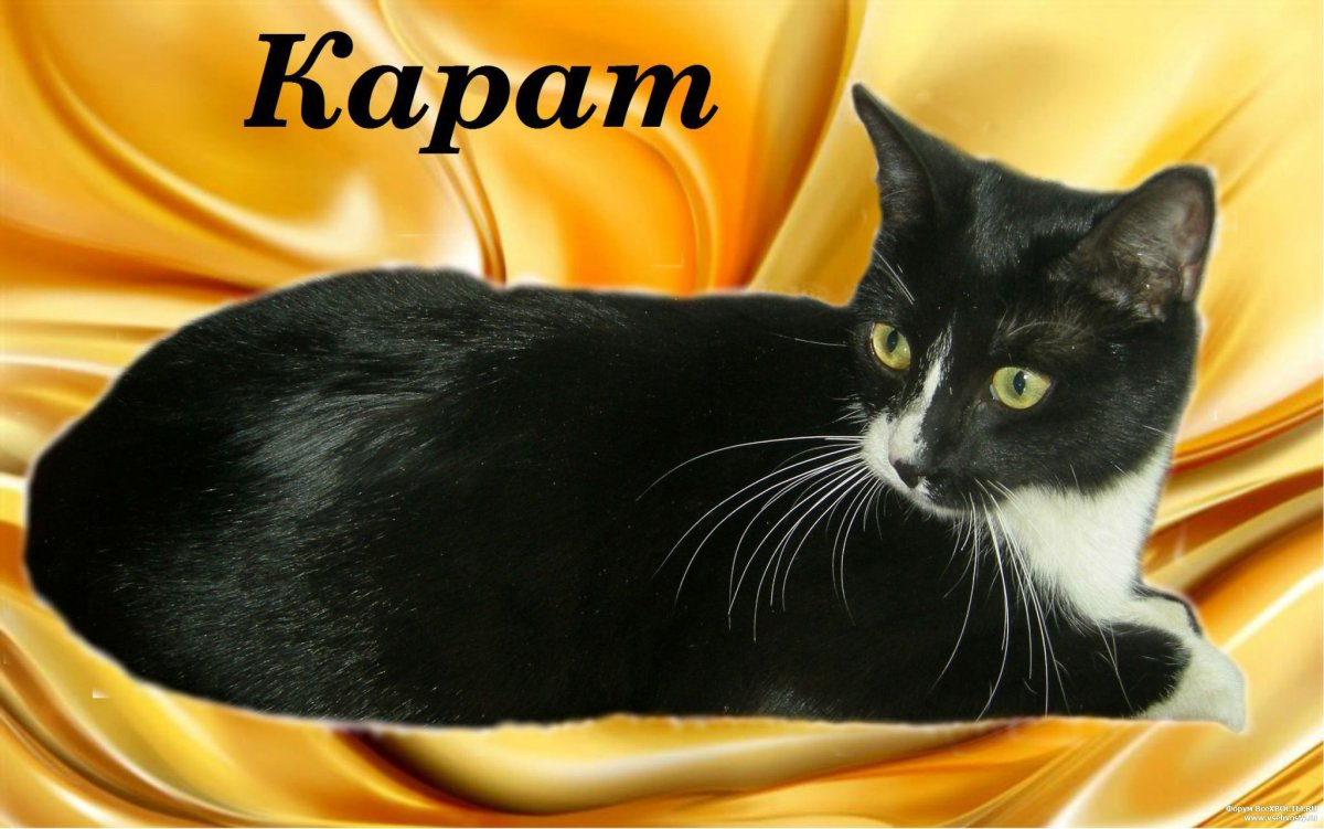 Кошка карат мне нужен детский на новый дом