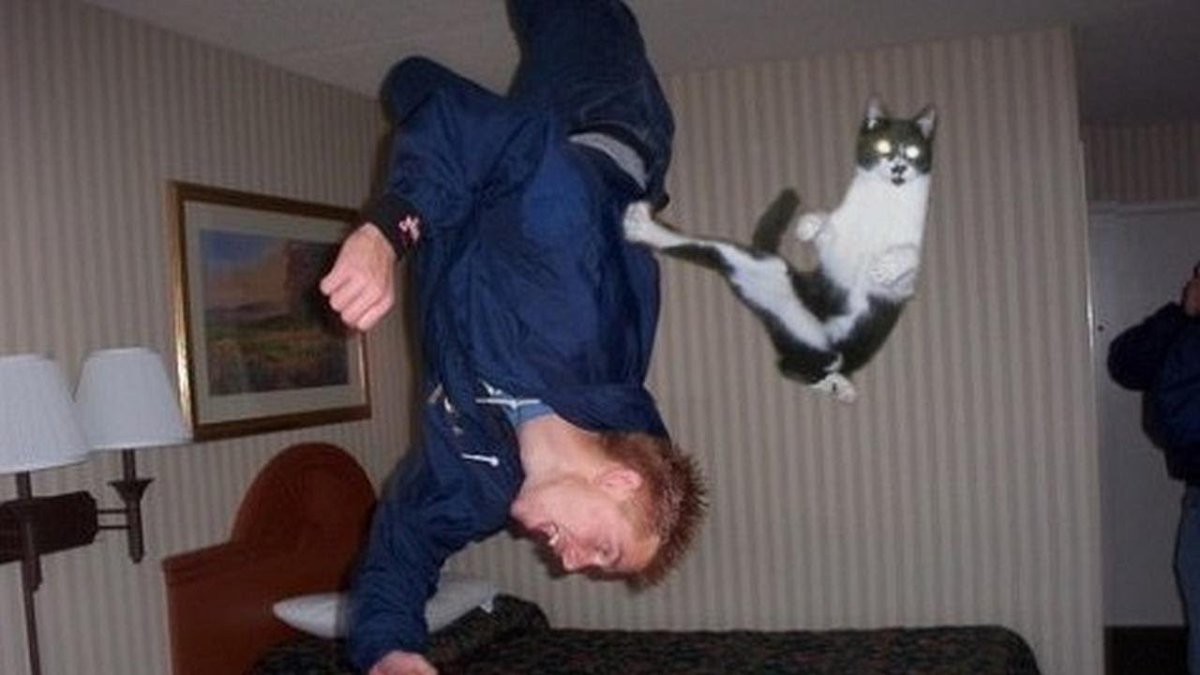 Настроение кота по хвосту