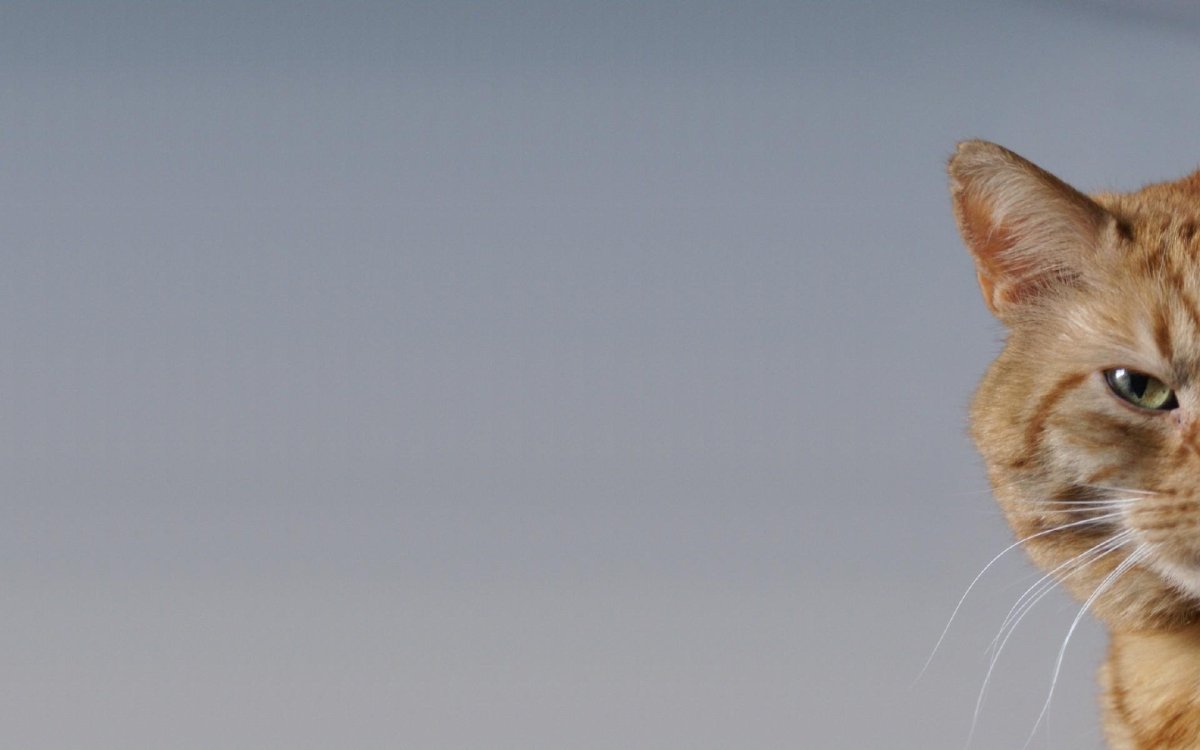 Перечень пород кошек