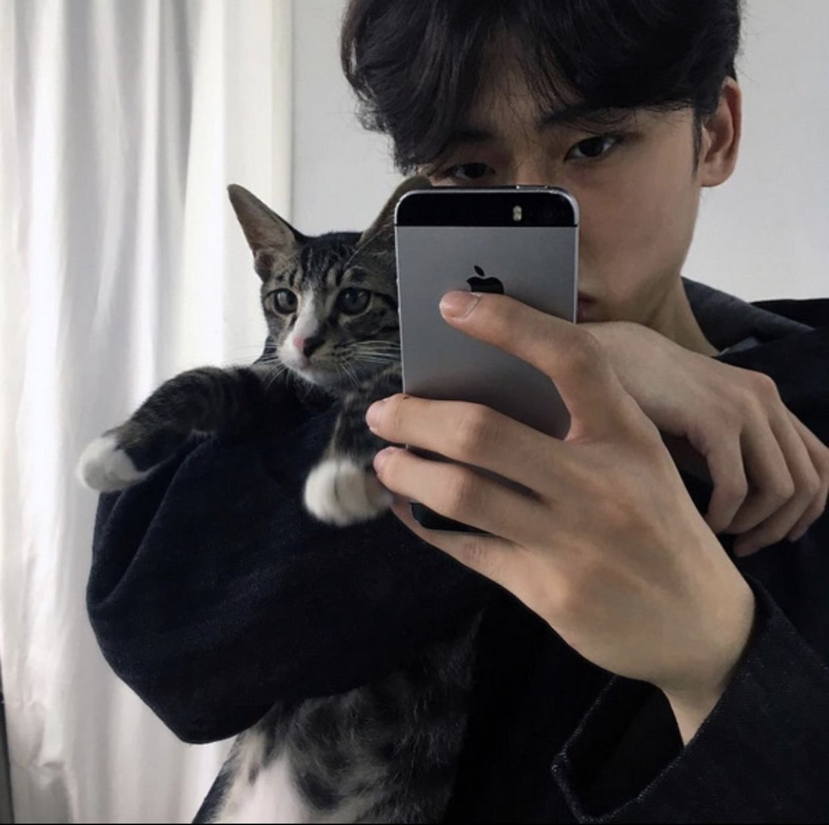 Положение хвоста у кошки