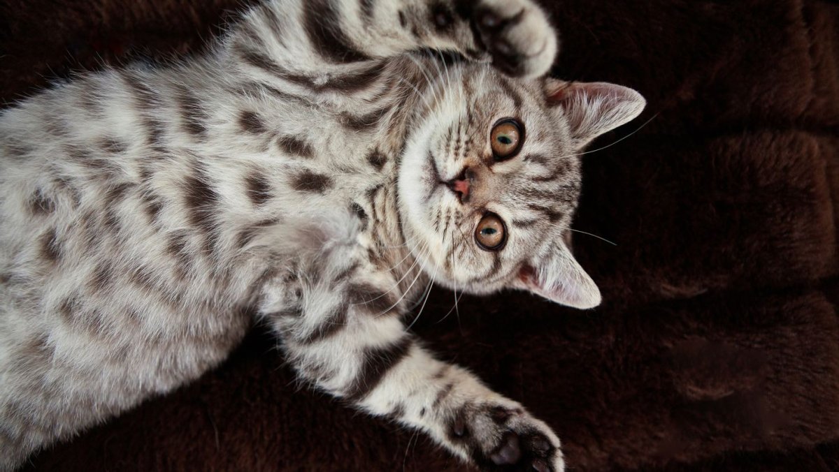 Котята породы Корат