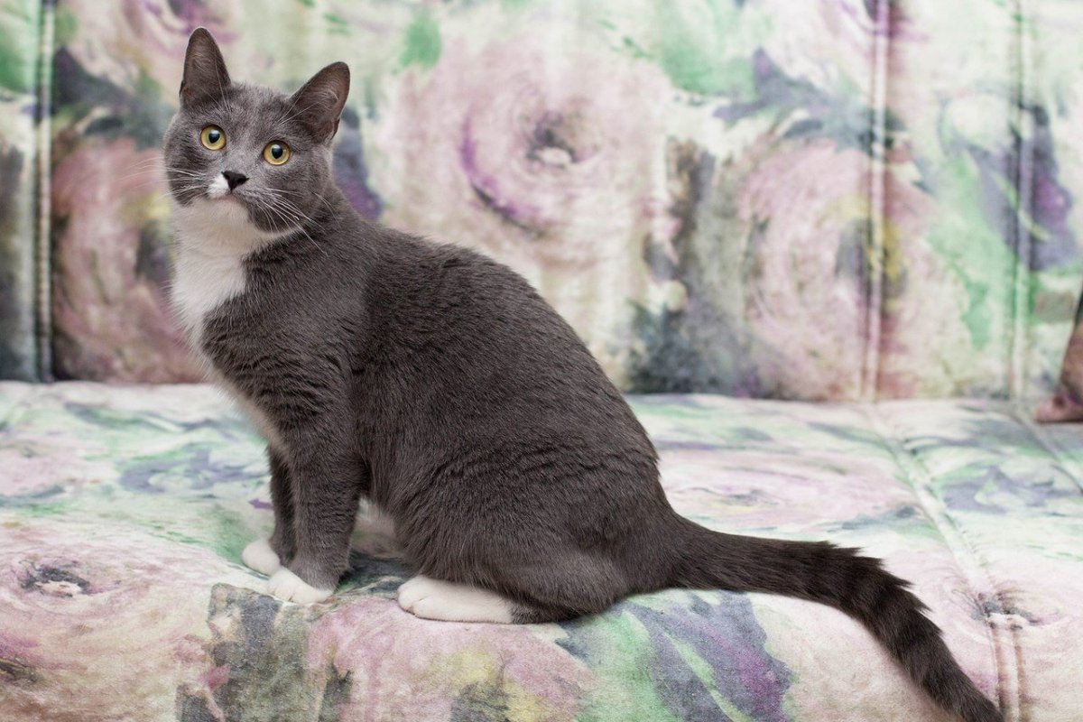 Клички для кошек