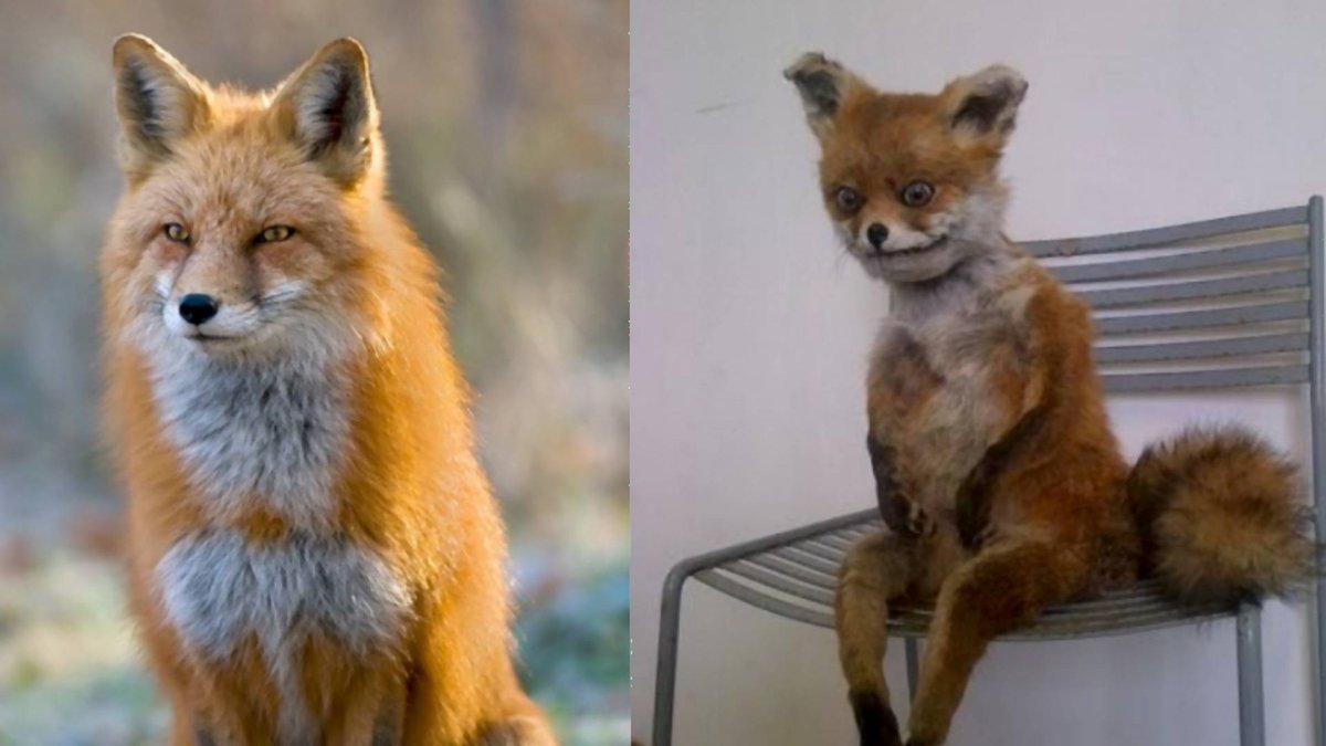 Александра лиса