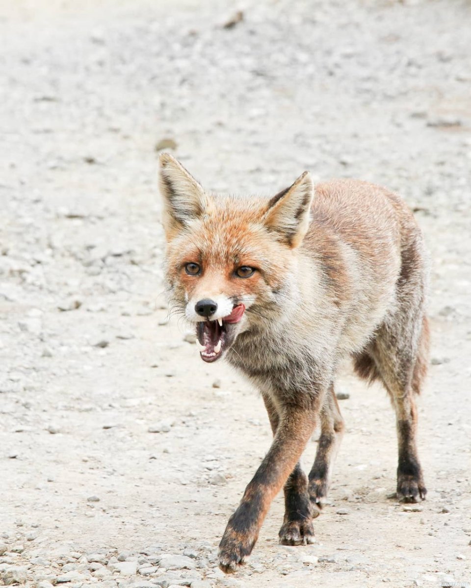 Облезлая рыжая лиса